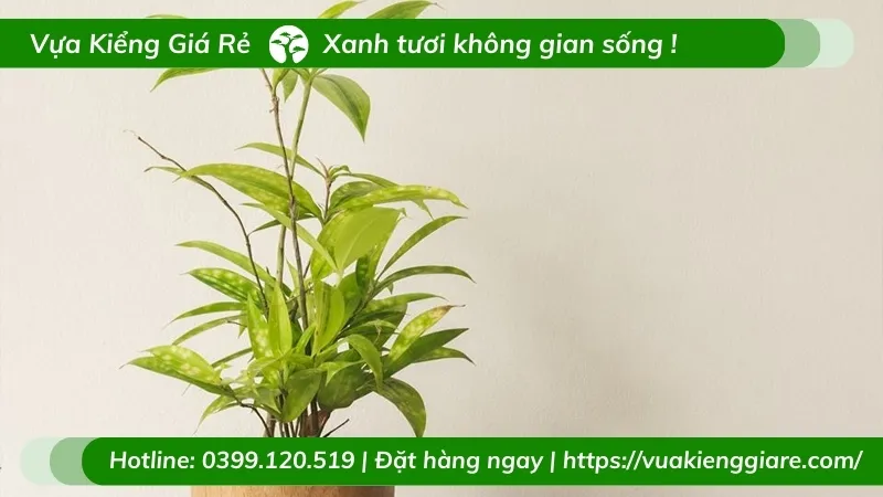 Cây trúc nhật trồng chậu bền