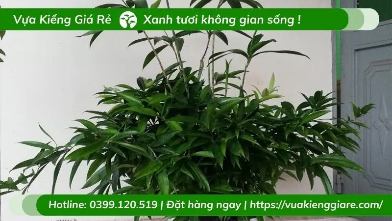 Cận cảnh lá cây trúc nhật