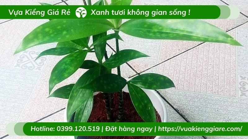Cây trúc nhật mang lại may mắn