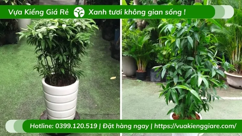 Chăm sóc cây trúc nhật tránh ánh nắng