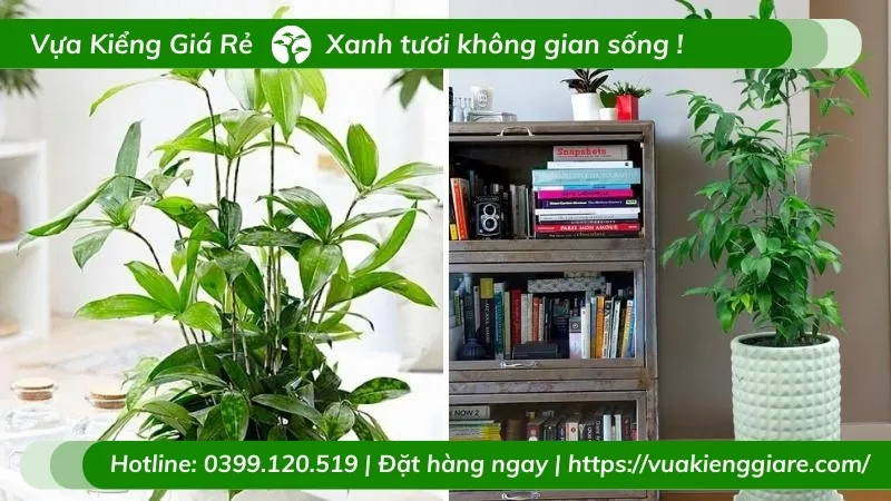 Cây trúc nhật mới trồng