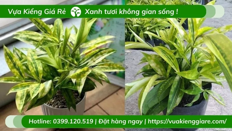 Cây trúc nhật trồng trong văn phòng