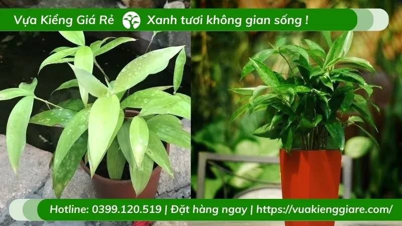 Cây trúc nhật trồng trong chậu sứ