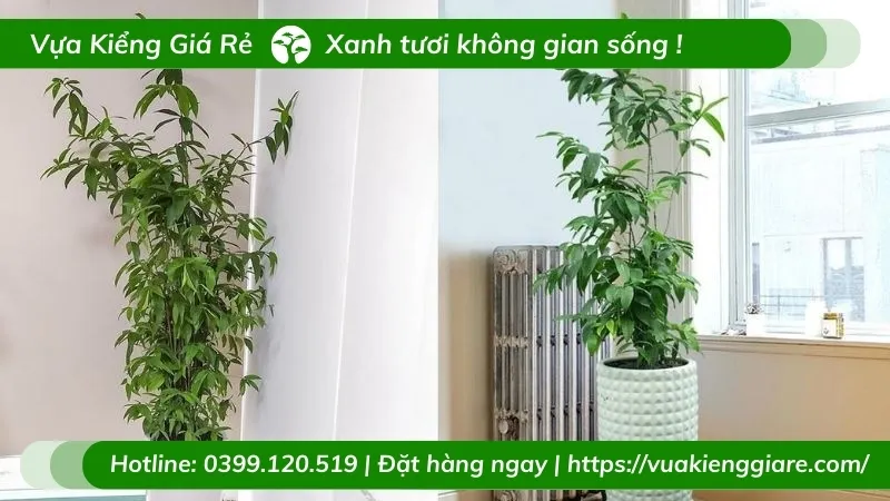 Cây trúc nhật trang trí nội thất