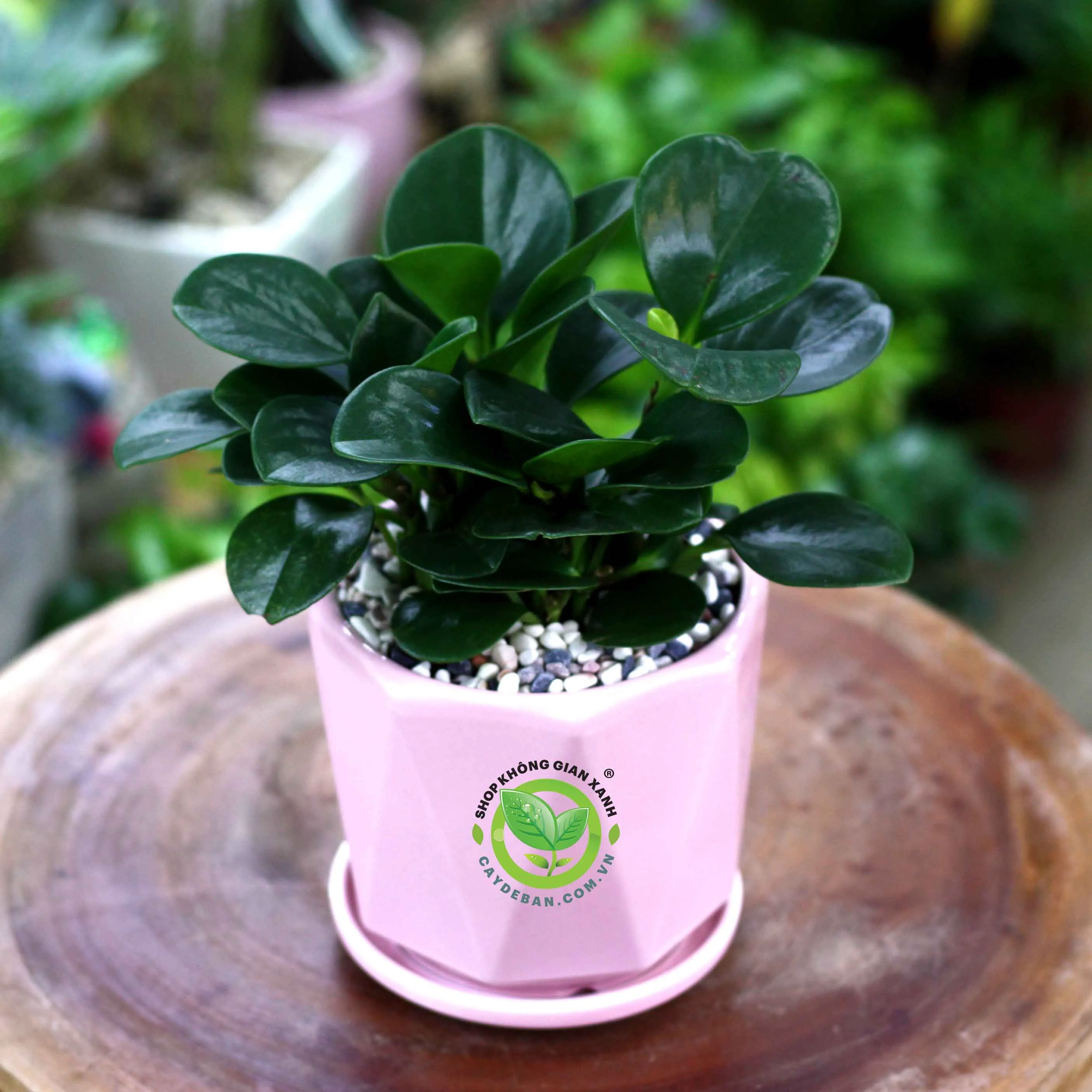 Hình ảnh cận cảnh những chiếc lá dày và mọng nước của cây Trường Sinh