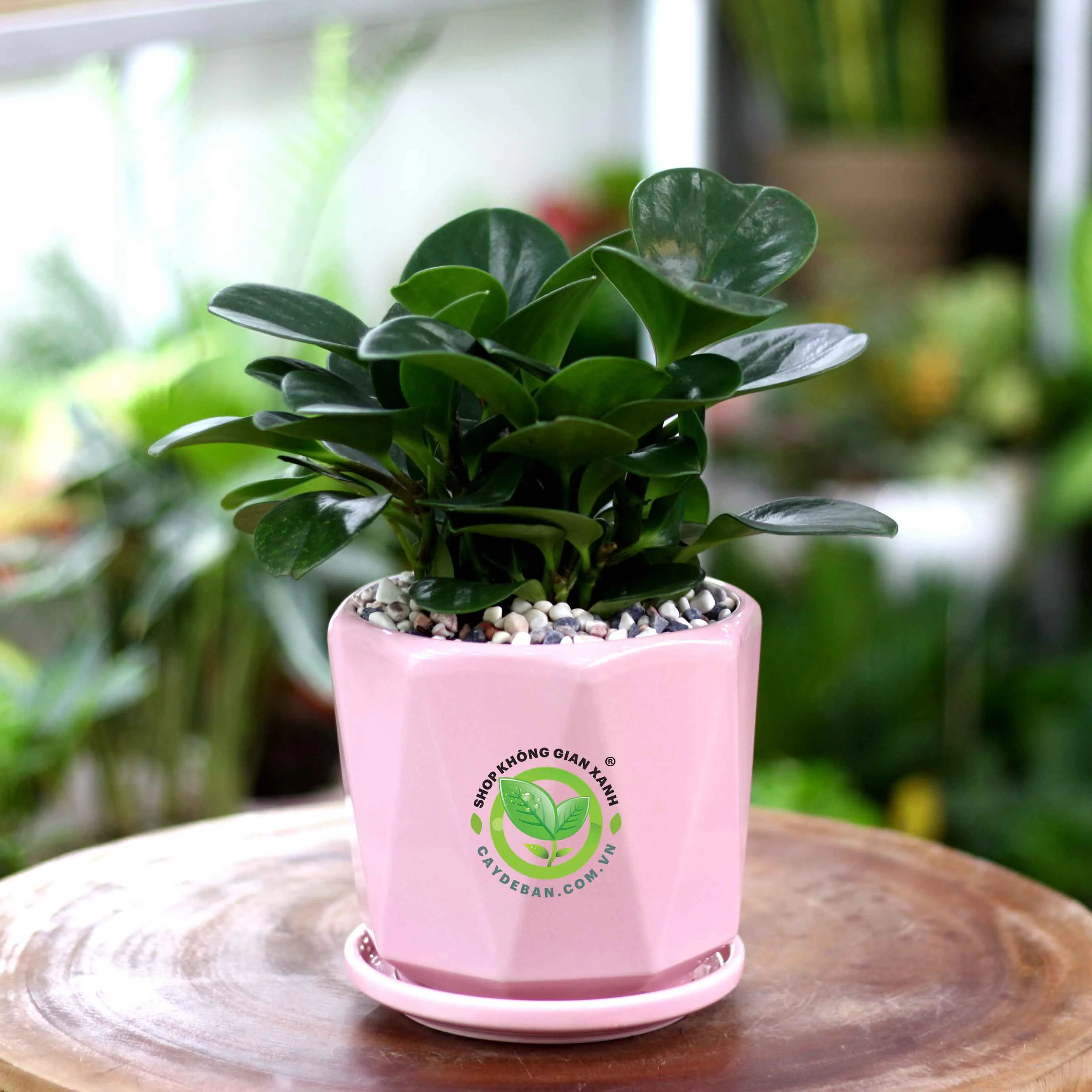 Cây Trường Sinh lá tròn xanh tươi được trồng trong chậu sứ