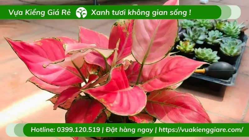 cây vạn lộc lá đỏ