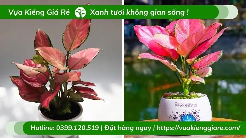 cây vạn lộc lá đỏ