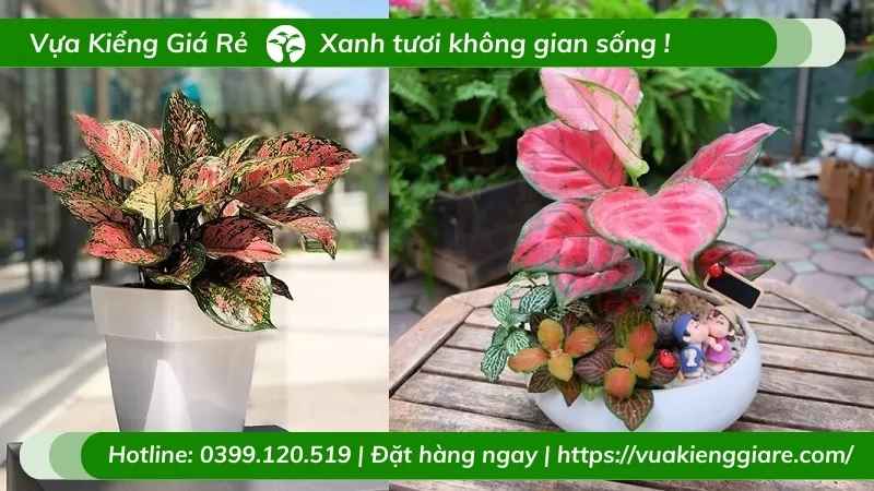 cây vạn lộc lá đỏ