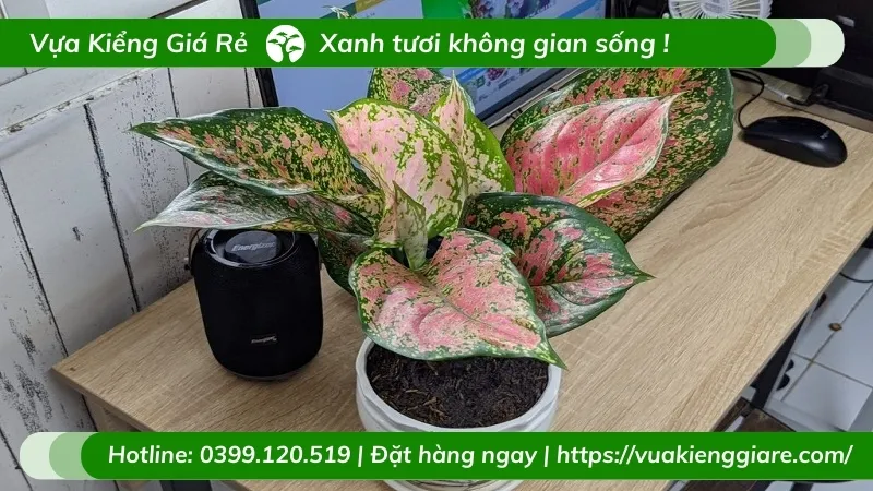 cây vạn lộc lá đỏ