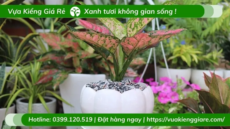 cây vạn lộc lá đỏ