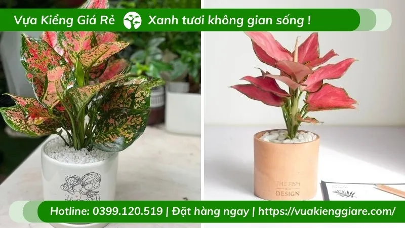 cây vạn lộc lá đỏ