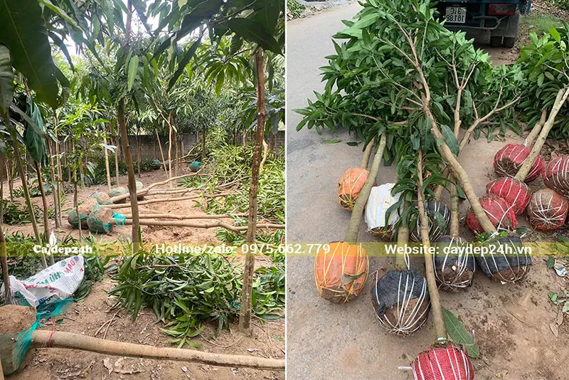 Đánh bầu Xoài đường kính gốc 5-7cm chuyển cho dự án khu sinh thái