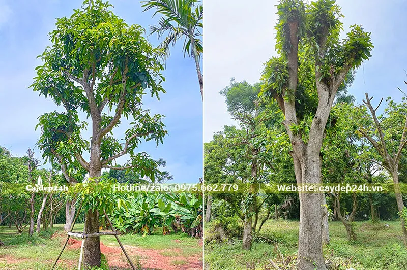 Dự án trồng Xoài cổ thụ đường kính gốc 25cm tại Phú Thọ