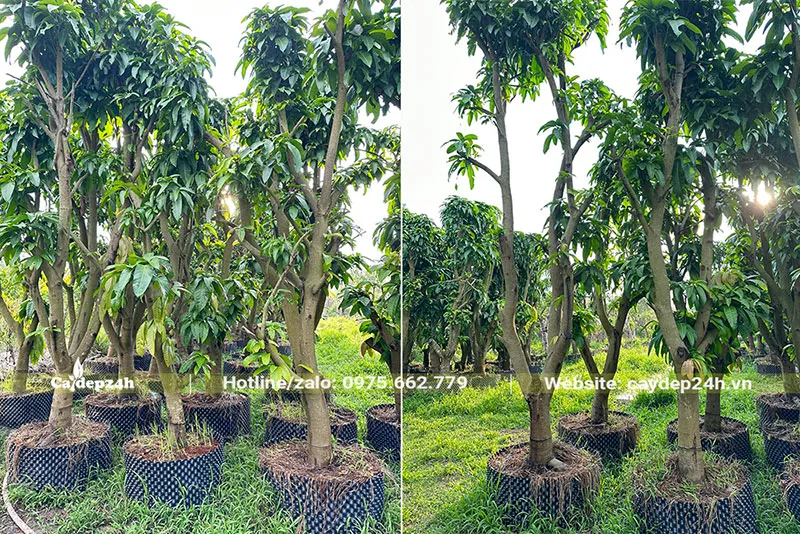 Cây Xoài công trình đã dâm ủ kỹ, chiều cao khoảng 2,5m