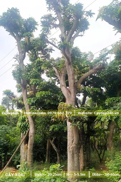 Xoài cổ thụ gốc lớn, đường kính gốc lên đến 30-40cm tại vườn dưỡng