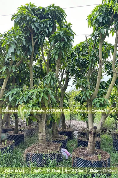 Vườn dâm ủ Xoài lâu năm, đường kính gốc 12-15cm