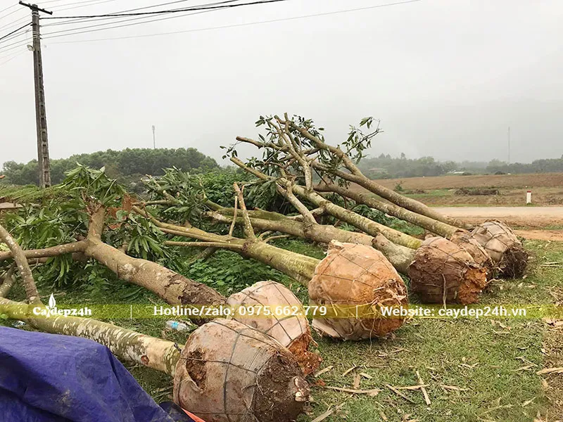 Cây Xoài gốc lớn đường kính 25cm, bầu bó cẩn thận chờ vận chuyển