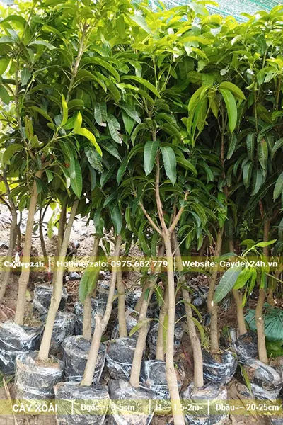 Cây Xoài giống chất lượng, đường kính gốc 3cm