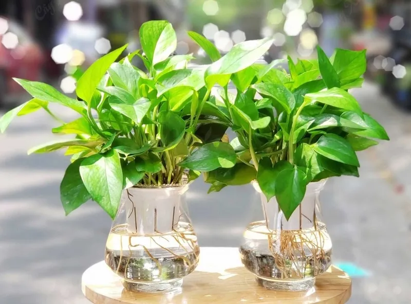 Nhiều người thắc mắc về độc tính của cây Vạn Niên Thanh