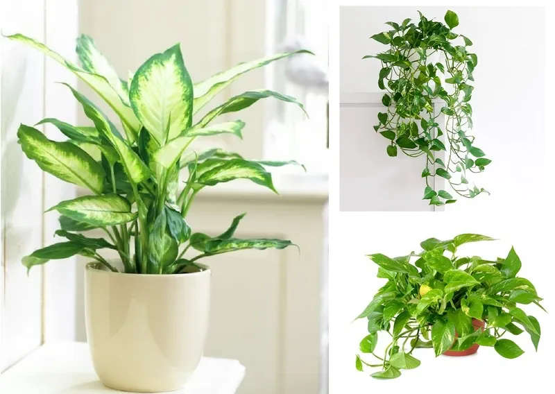 Cây Vạn Niên Thanh không có độc tính mạnh như nhiều người vẫn nghĩ