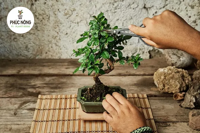 Các bước chăm sóc cây kiểng hiệu quả sau khi gieo trồng cần được thực hiện cẩn thận