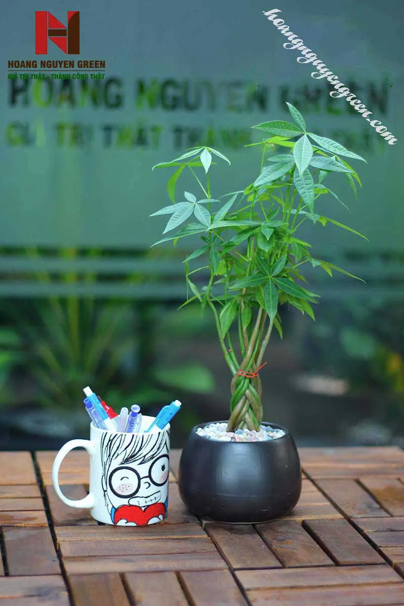 Cận cảnh chậu cây kim ngân được trồng và chăm sóc