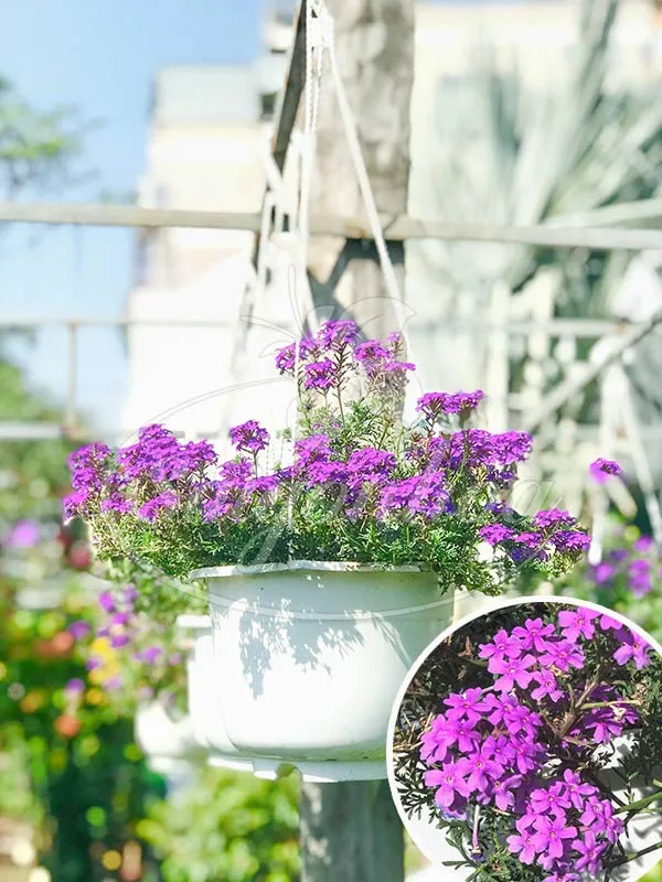 Chậu hoa cúc tím Indo rực rỡ được trồng làm cảnh