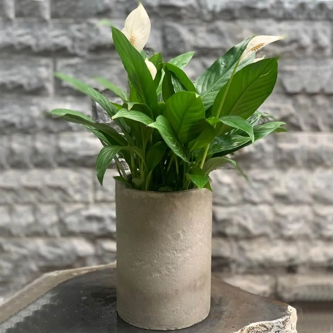 Chậu Lan Ý trồng trong bình sứ trắng thích hợp cho người mệnh Kim, Thủy