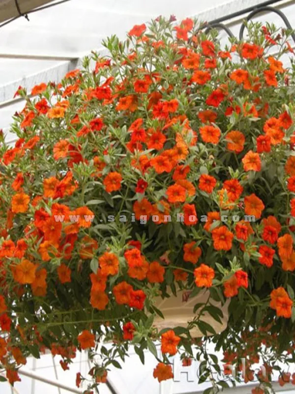 Chậu hoa Triệu Chuông (Hoa Chuông) treo với sắc hoa nhỏ xinh, màu hồng và trắng