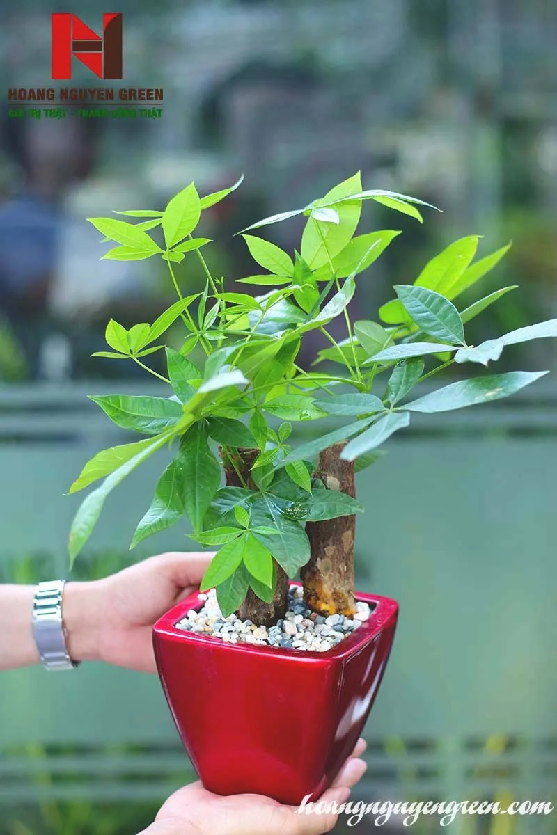 Cây kim ngân để bàn trong chậu nhỏ được đặt trên tay