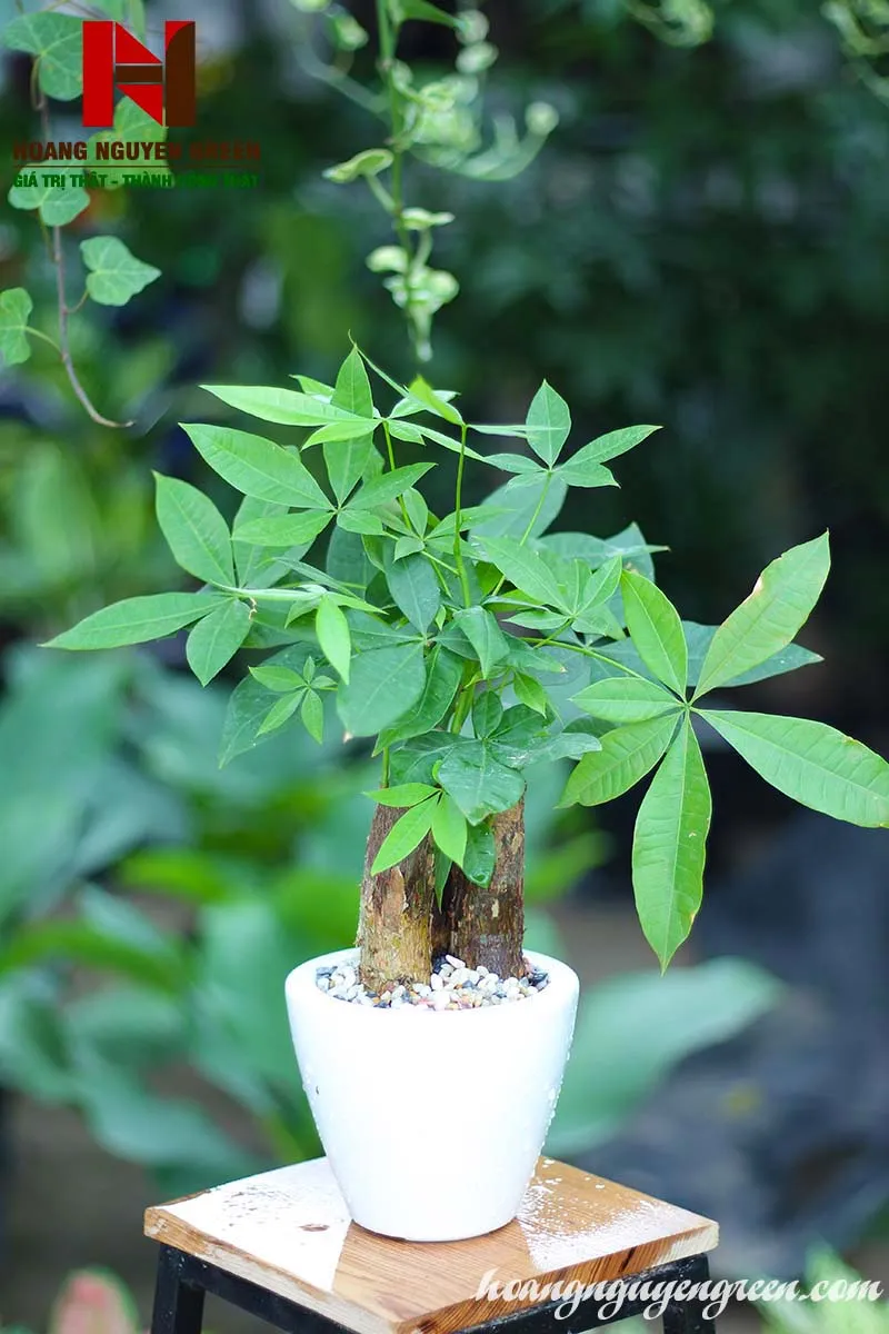 Hình ảnh tổng thể cây kim ngân thân bện trong chậu