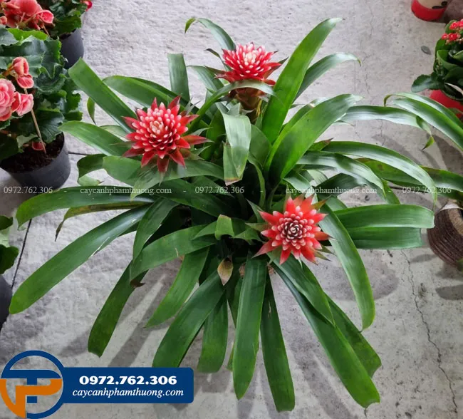 Một chậu cây lan đuốc được trồng để trang trí nội thất