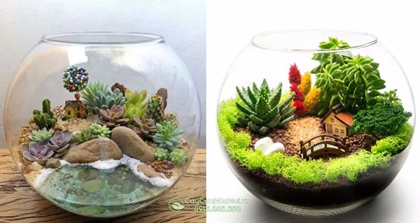 Chậu thủy tinh tròn trồng tiểu cảnh để bàn