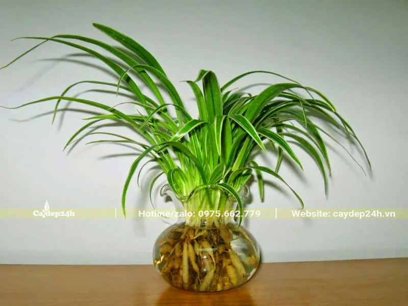 Bình cây cảnh Cỏ Lan Chi trồng thủy sinh