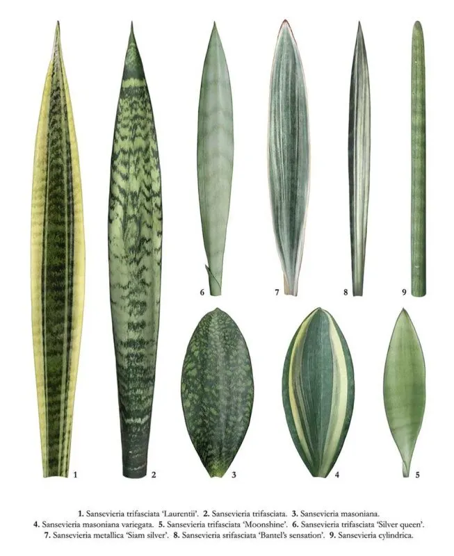 Phân loại và hình dáng các loại cây Lưỡi Hổ