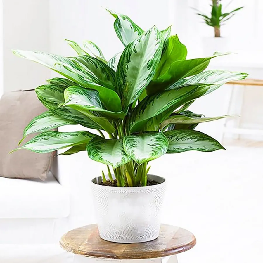 Cây Bạch Mã Hoàng Tử có chứa độc tố nhẹ