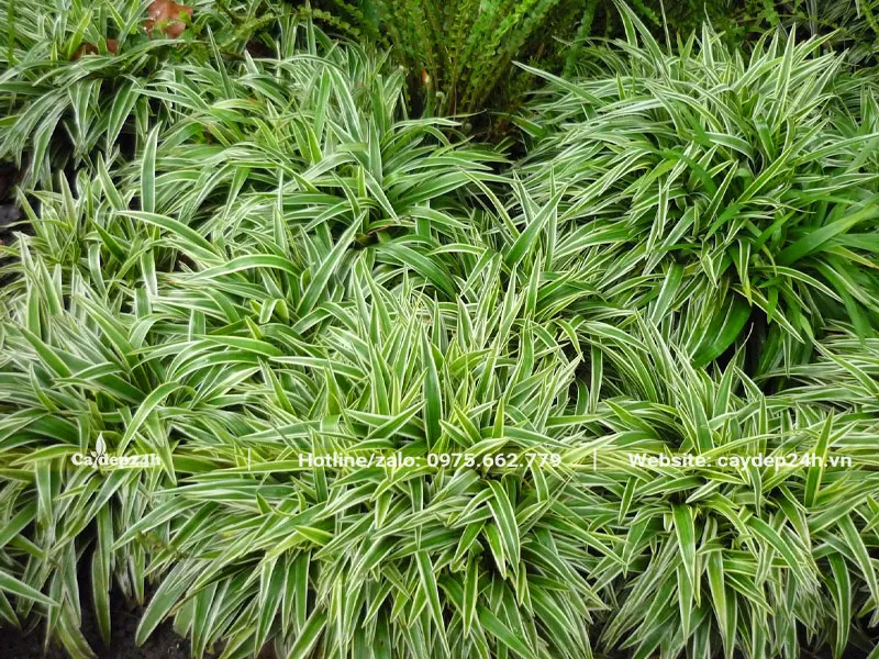 Những bụi Cỏ Lan Chi xum xuê trồng trang trí tiểu cảnh sân vườn