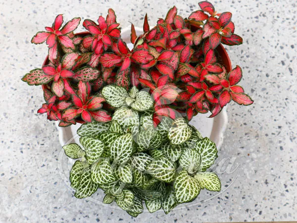 Minh họa về công dụng và ý nghĩa phong thủy của cây may mắn