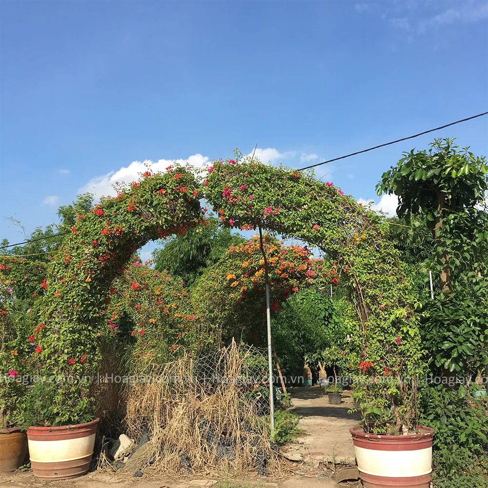 Cổng nhà được trang trí bằng vòm hoa giấy rực rỡ