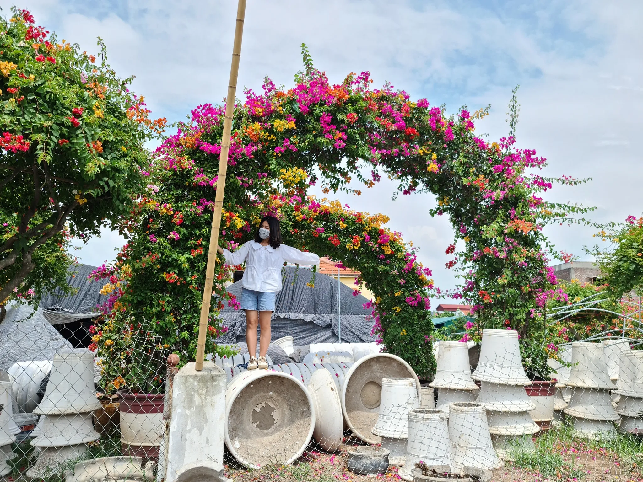 Vòm cổng hoa giấy ngũ sắc trên hàng rào