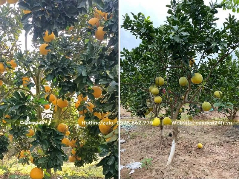 Hình dáng cây Bưởi lúc ra quả