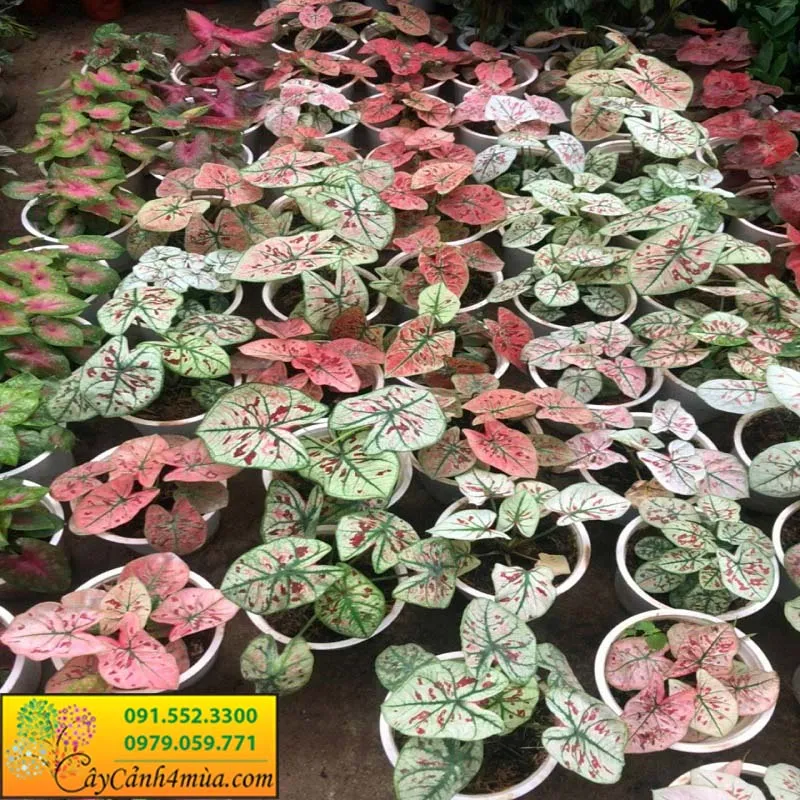 Công dụng của cây môn đỏ