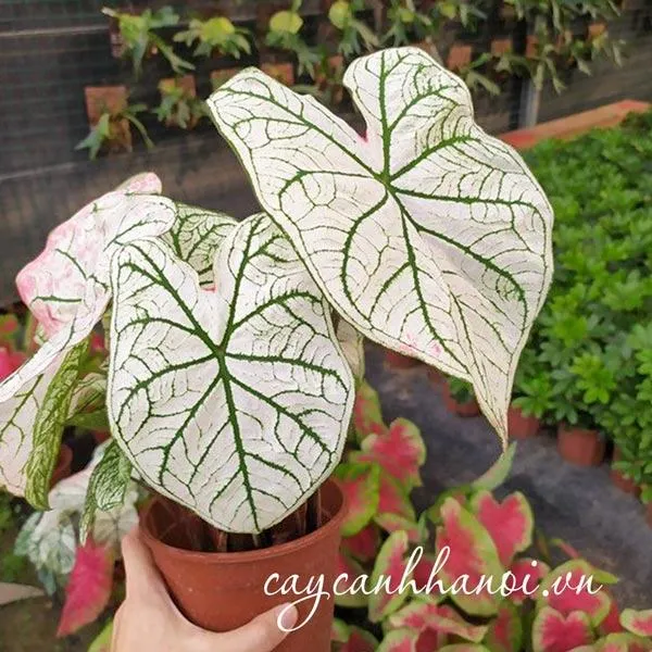 Đặc điểm nhận dạng của cây Môn Đốm