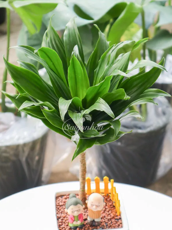 Đặc điểm lá xanh bóng của cây Phát Tài Nhật