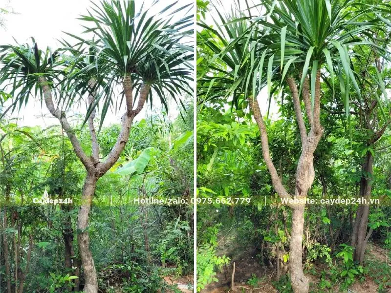 Hình ảnh Cây Phát Tài Núi trưởng thành cao khoảng 2m