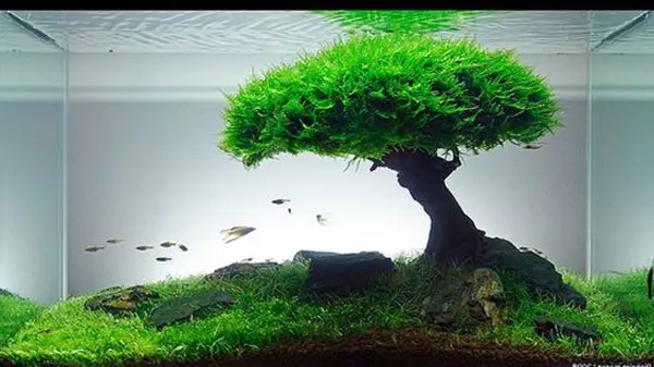 Hướng dẫn chọn cây lũa cho hồ thủy sinh nhất trụ