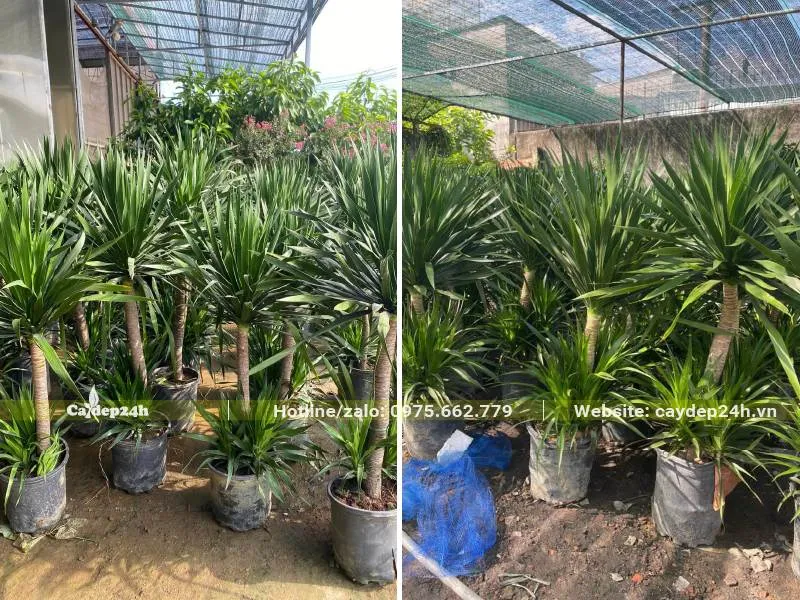 Đặc tính sinh trưởng của Cây Phát Tài Núi, sống được trong bóng râm