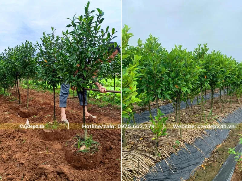 Xử lý đất chuẩn bị cho việc dâm ủ cây Lan Tiêu trưởng thành