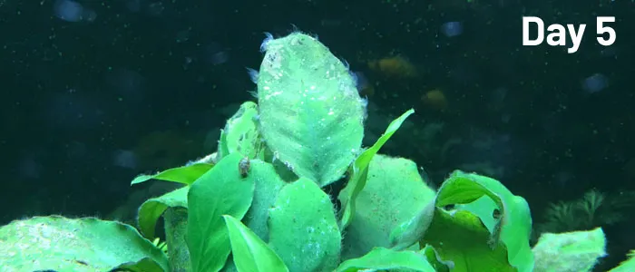 Dấu hiệu cho thấy rêu chùm đen đang chết dần